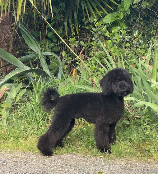 Ailante Rosidée du Chevalier Gascon