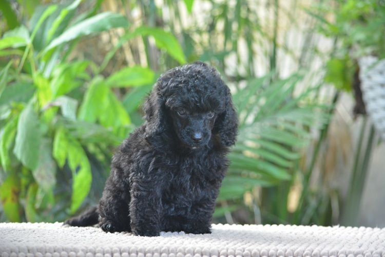 Caniche - Of Aveburry Queen