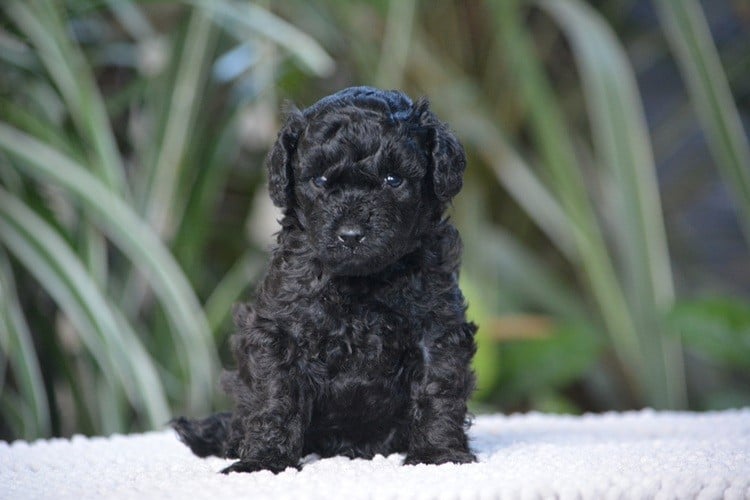 Caniche - Of Aveburry Queen