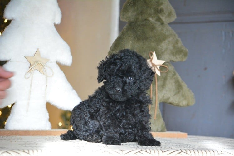 Caniche - Of Aveburry Queen