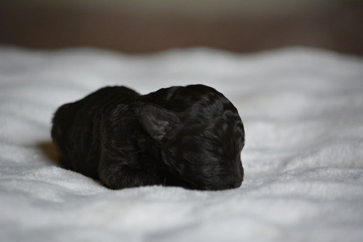 Caniche - Of Aveburry Queen