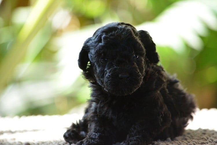 Caniche - Of Aveburry Queen