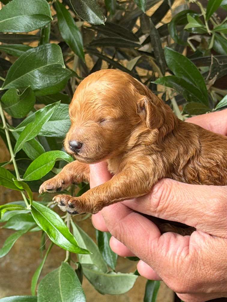 Caniche - Of Aveburry Queen