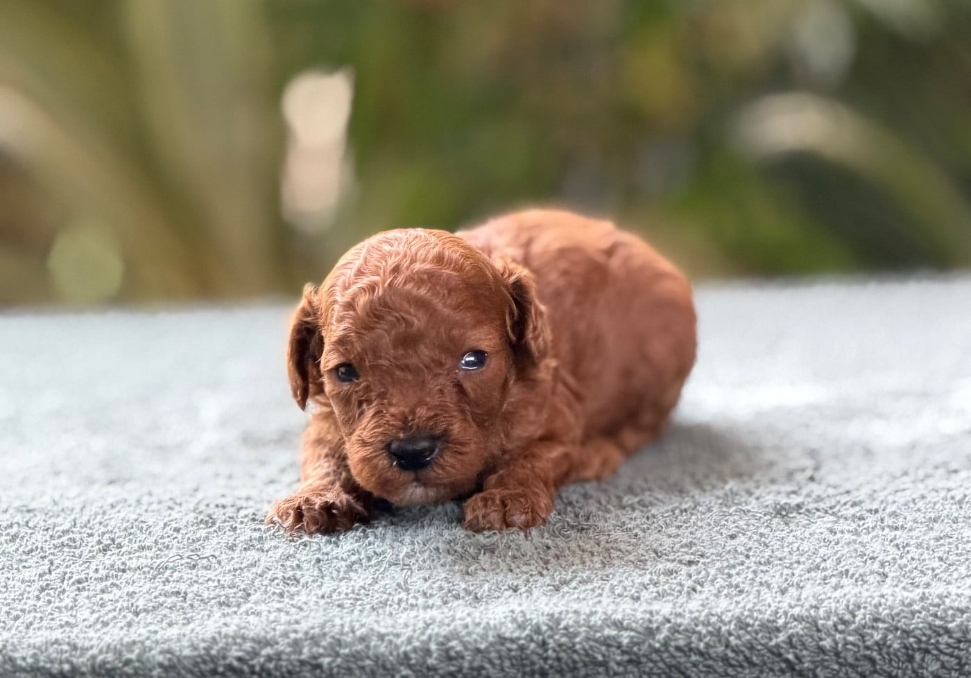 Baby Toy