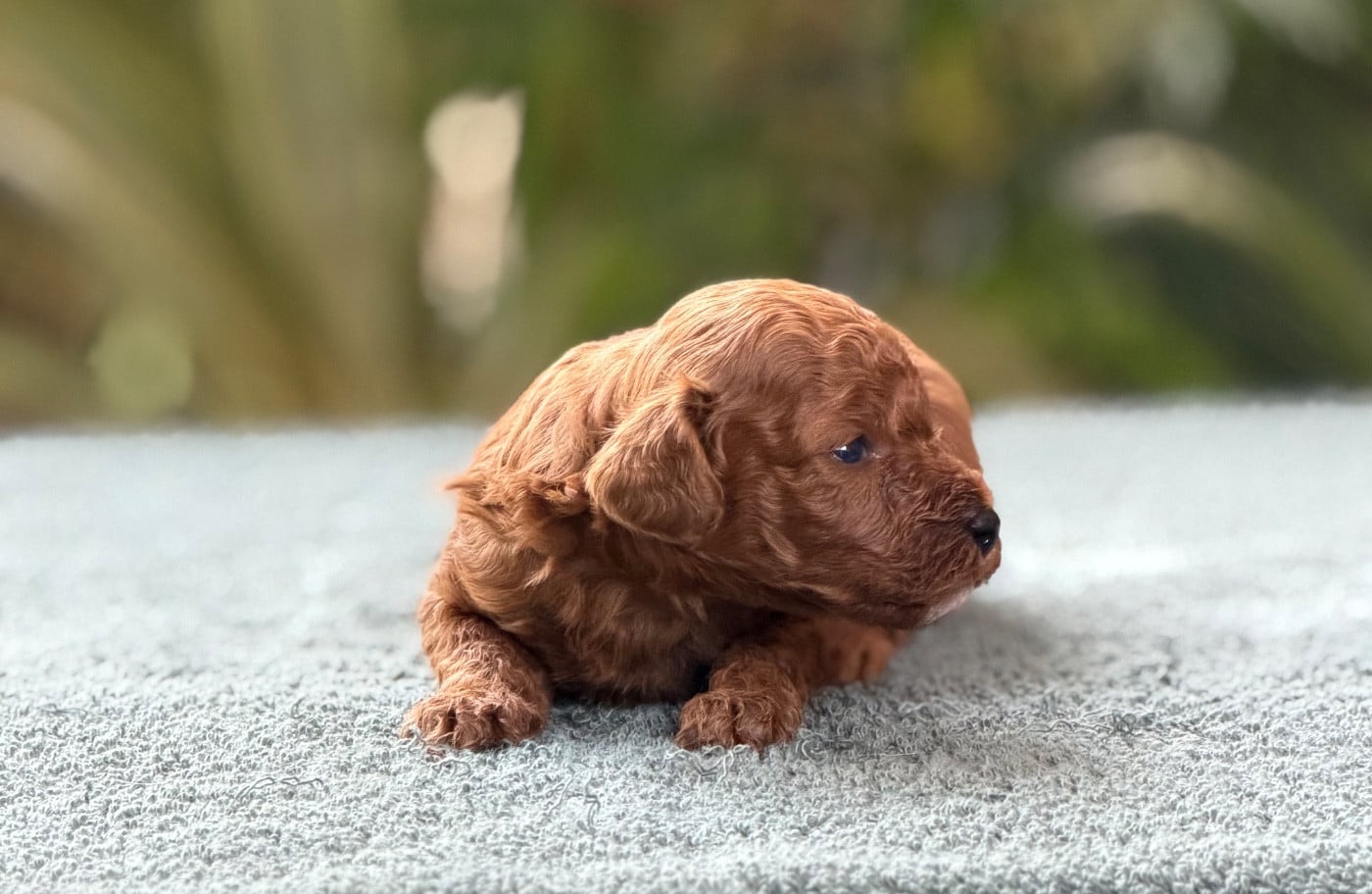 Baby Toy