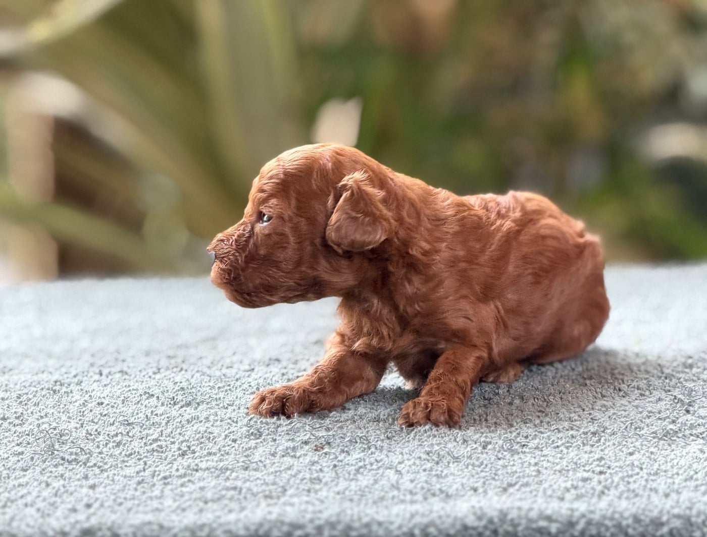 Baby Toy