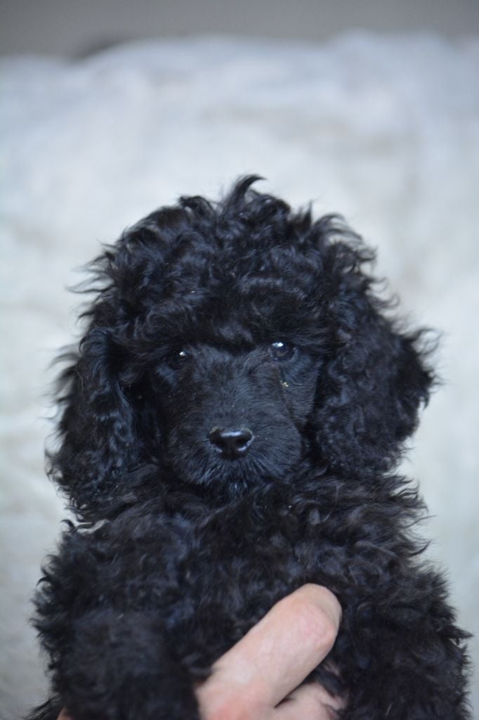 Caniche - Of Aveburry Queen