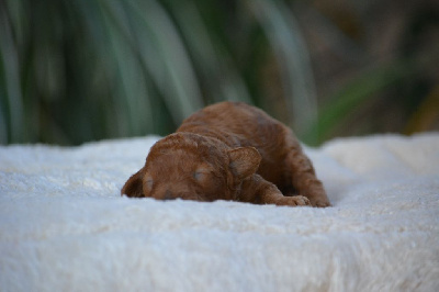Les chiots de Caniche