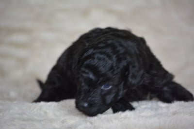 Les chiots de Caniche