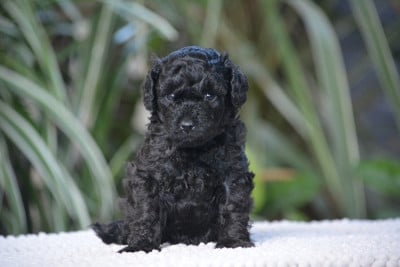 Les chiots de Caniche