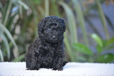 Les chiots de Caniche