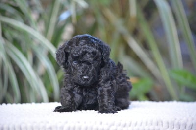 Les chiots de Caniche