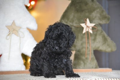 Les chiots de Caniche