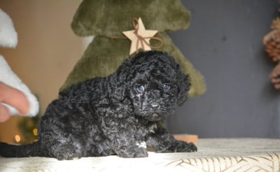 Les chiots de Caniche