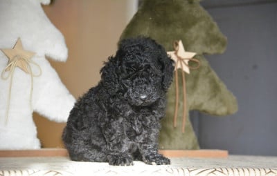 Les chiots de Caniche