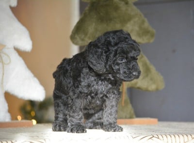 Les chiots de Caniche