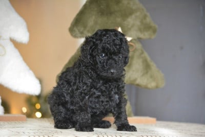 Les chiots de Caniche