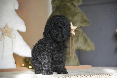 Les chiots de Caniche