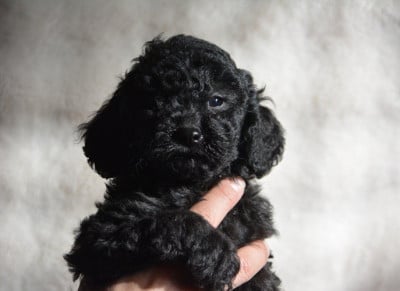 Les chiots de Caniche