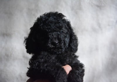 Les chiots de Caniche