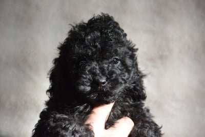 Les chiots de Caniche