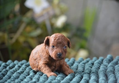 Les chiots de Caniche