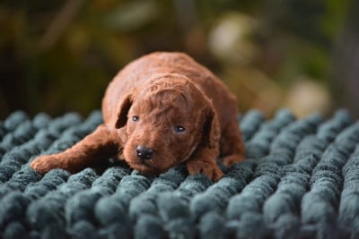Les chiots de Caniche