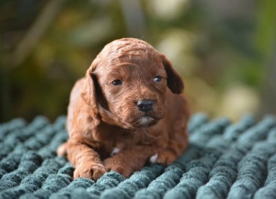 Les chiots de Caniche