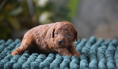Les chiots de Caniche
