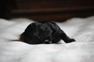 Les chiots de Caniche