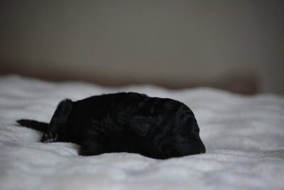 Les chiots de Caniche