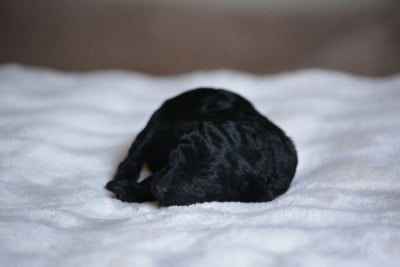 Les chiots de Caniche