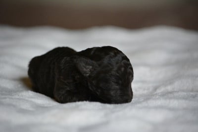 Les chiots de Caniche