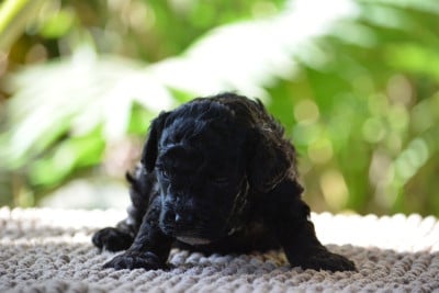 Les chiots de Caniche