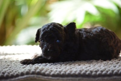 Les chiots de Caniche