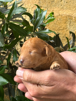 Les chiots de Caniche