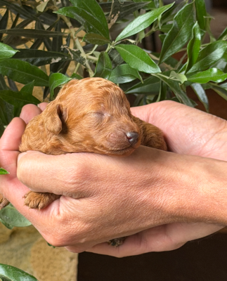 Les chiots de Caniche
