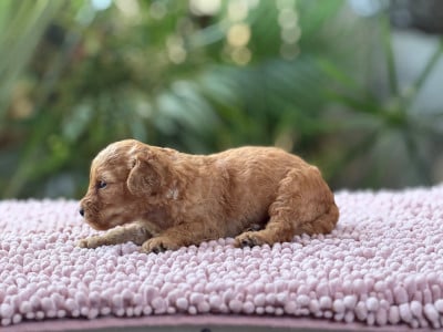 Les chiots de Caniche