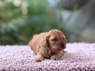 Les chiots de Caniche