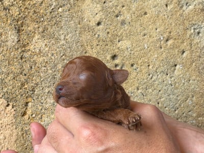 Les chiots de Caniche