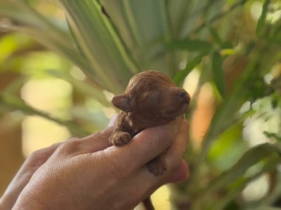 Les chiots de Caniche