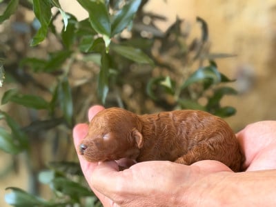 Les chiots de Caniche