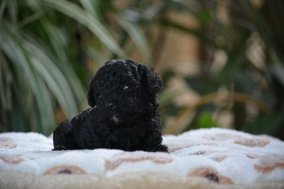 Les chiots de Caniche