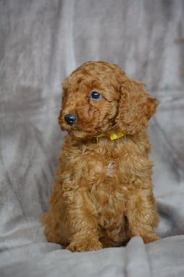 Les chiots de Caniche