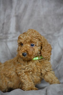 Les chiots de Caniche