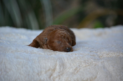 Les chiots de Caniche