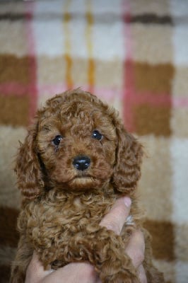 Les chiots de Caniche