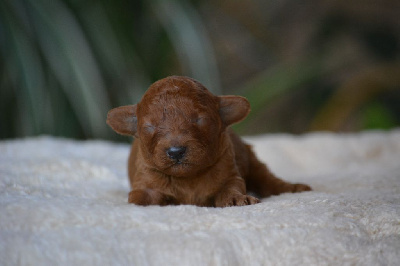 Les chiots de Caniche