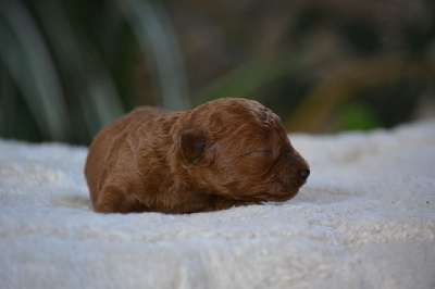Les chiots de Caniche