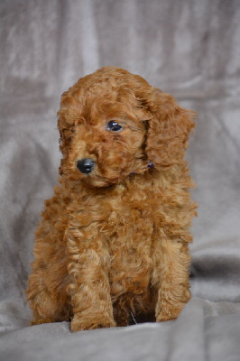 Les chiots de Caniche